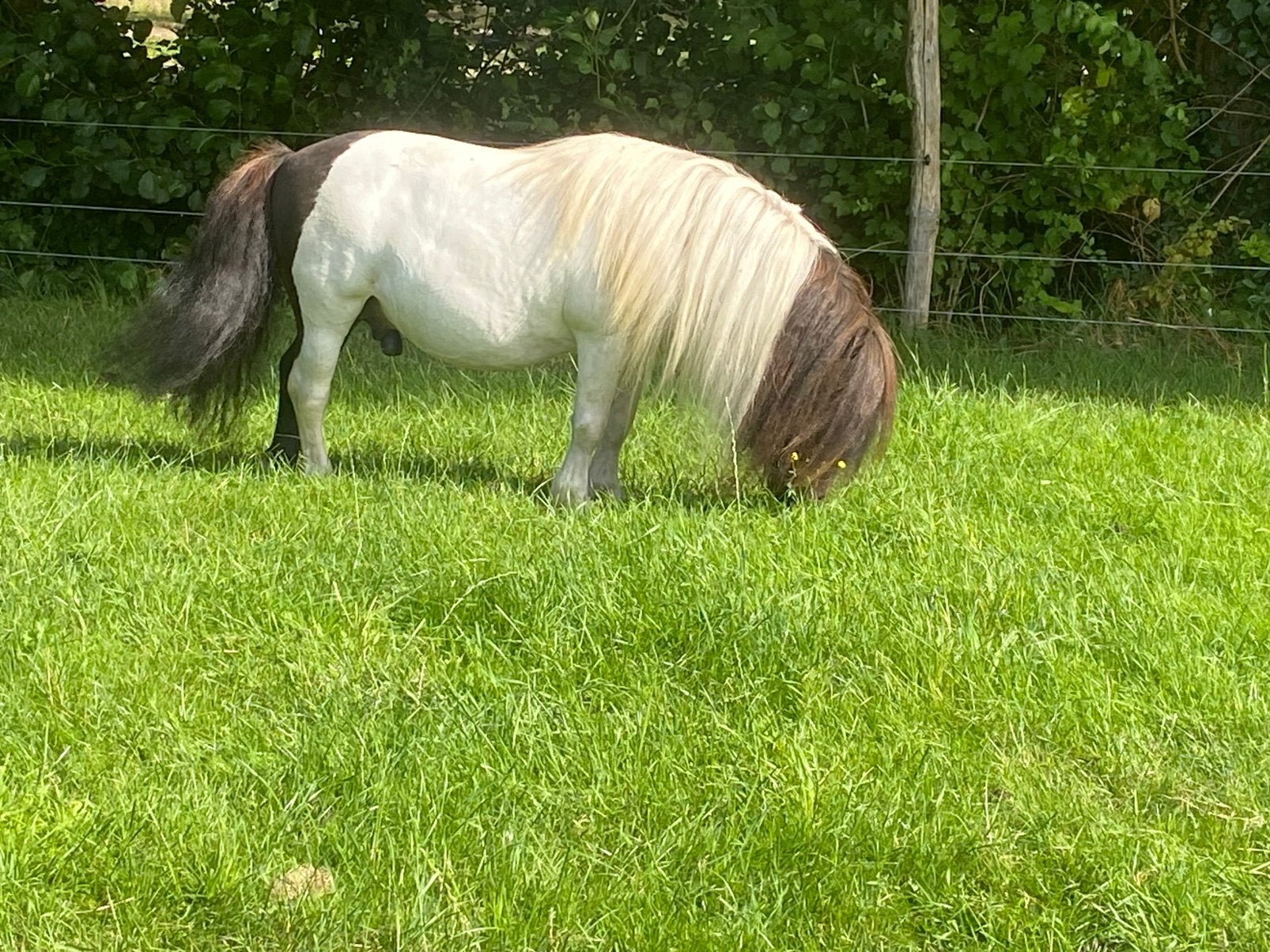 Shetlander hengst, Dieren en Toebehoren, Hengst