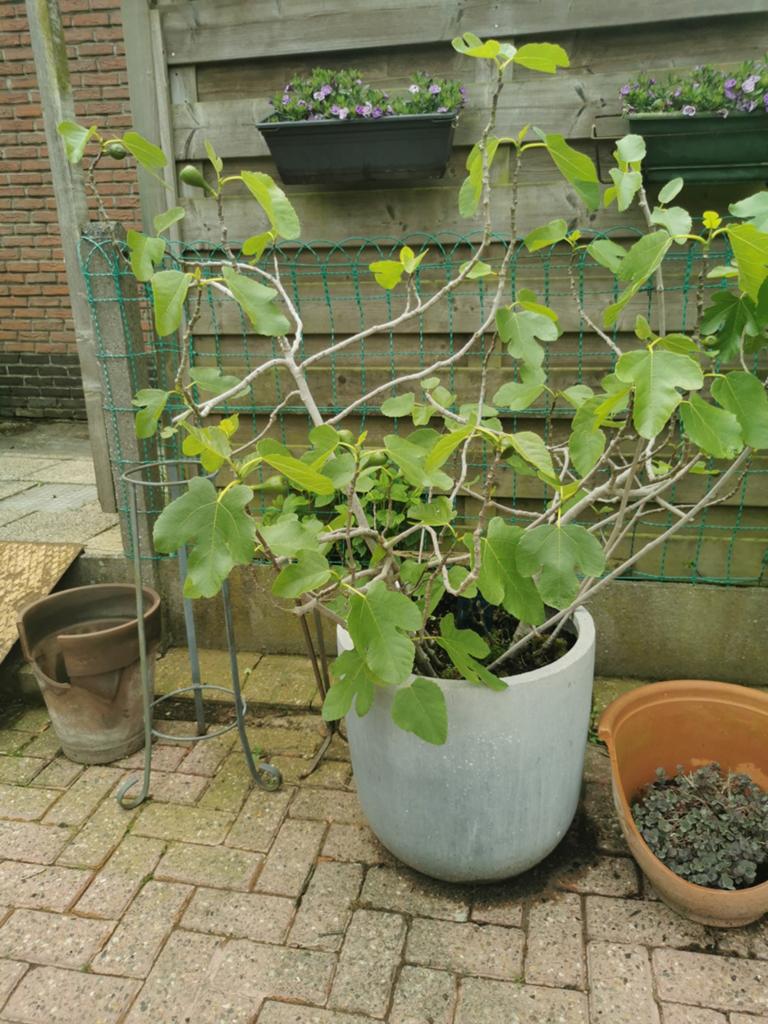 Vijgenplant, Tuin en Terras, Planten | Bomen, Ophalen, In pot