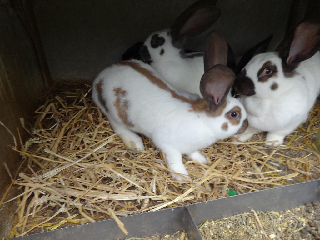 Rasechte VLINDER konijnen, Meerdere dieren, Groot, 0 tot 2 jaar