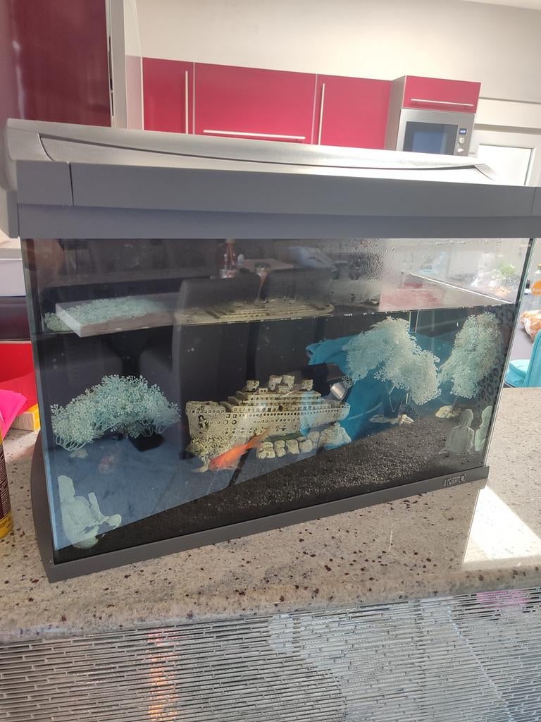 Aquarium, Enlèvement