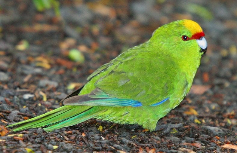 Gezocht geelvoorhoofd kakariki pop, Dieren en Toebehoren, Vrouwelijk, Parkiet, Geringd