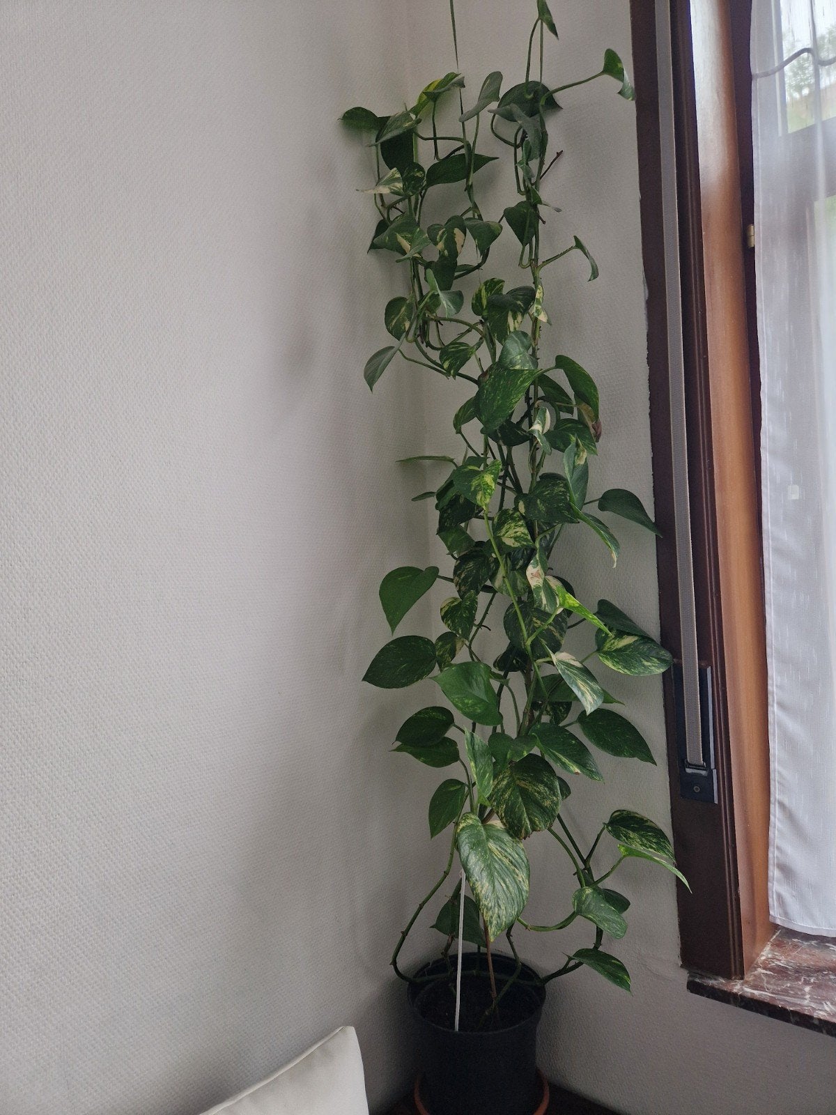Gouden pothos, Ophalen of Verzenden