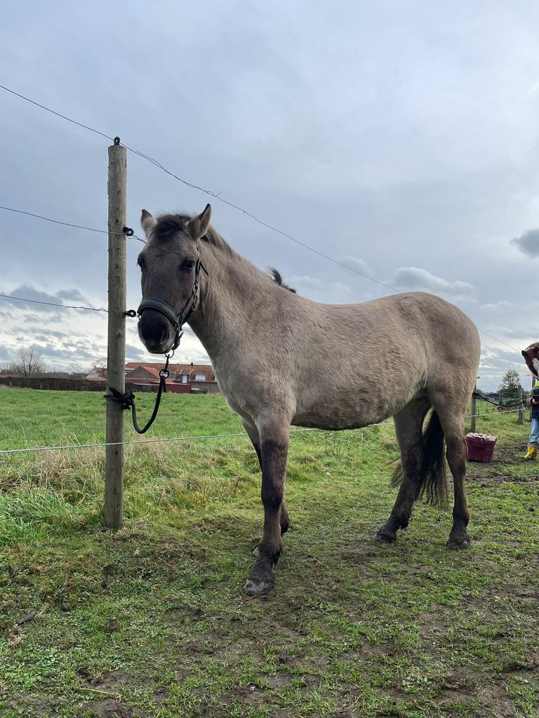 Merrie te koop, Ophalen