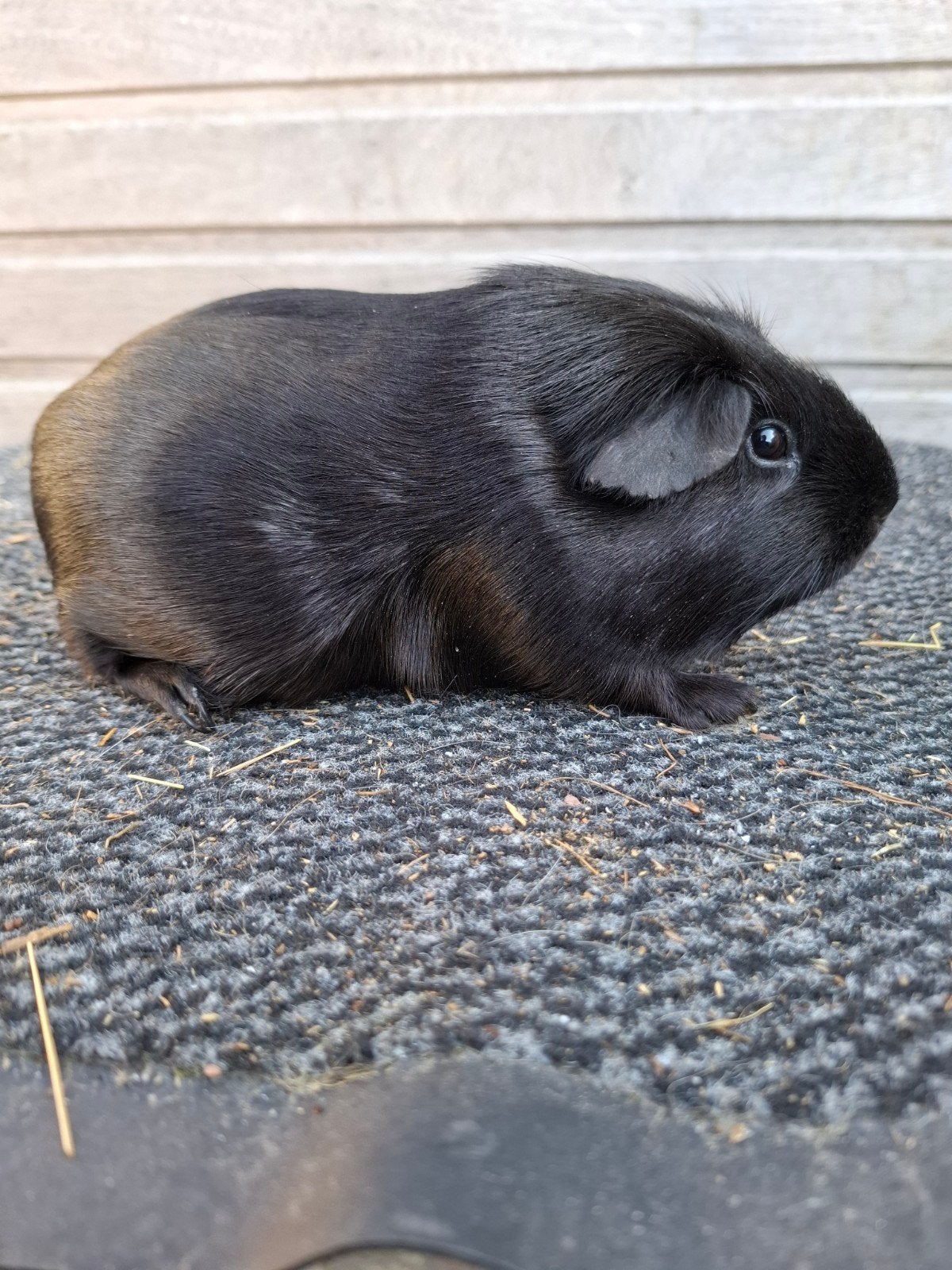 rascavia beertjes, Dieren en Toebehoren, Cavia, Mannelijk, Mei, Tam