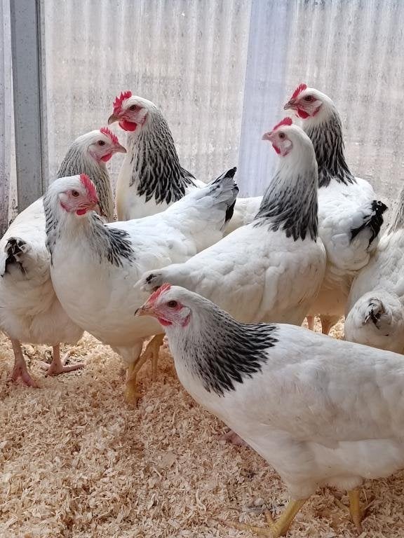 poulets blancs Sussex et Livourne blanche 0499/082381, Femelle, Poule ou poulet