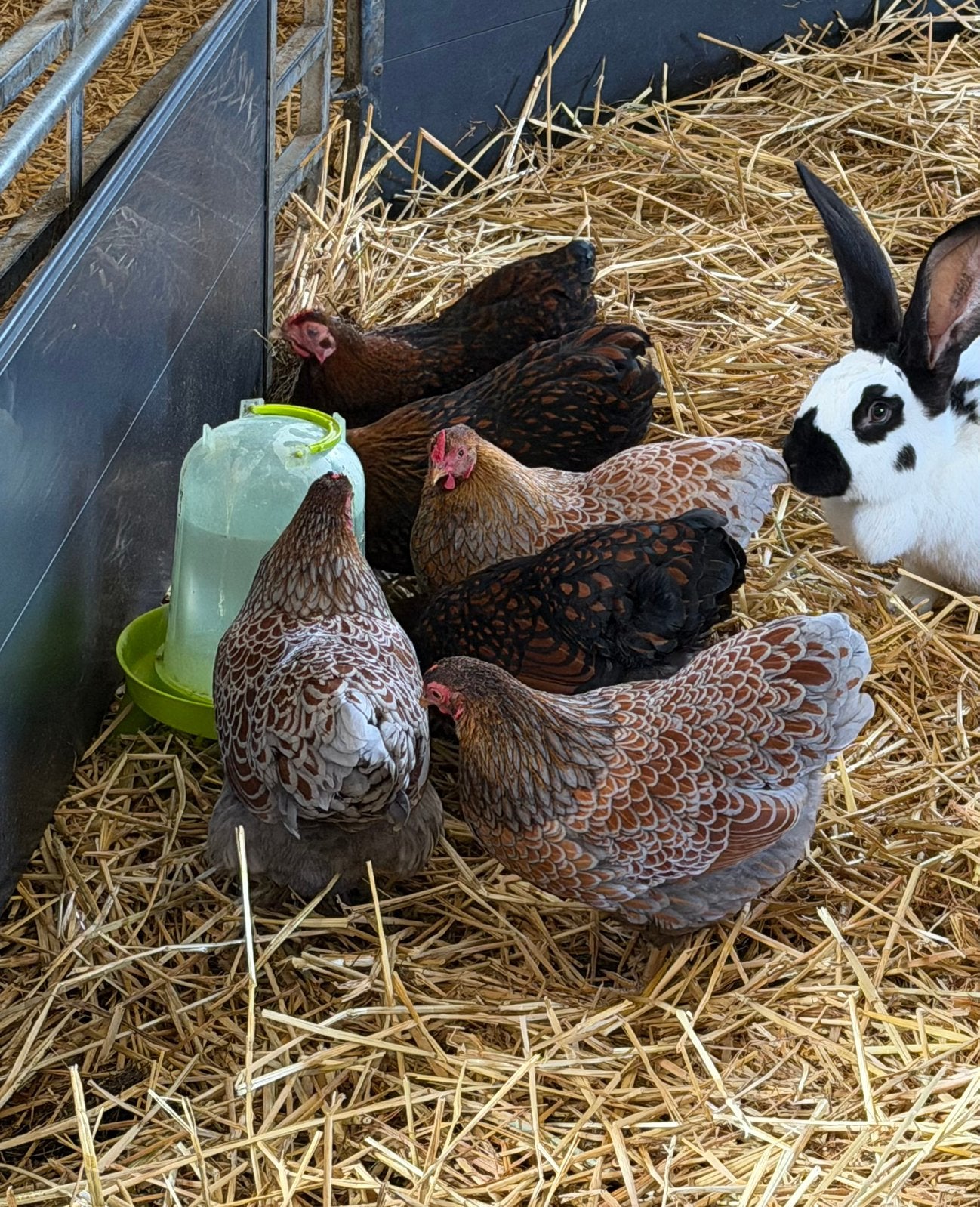 Wyandotte krielen, Dieren en Toebehoren