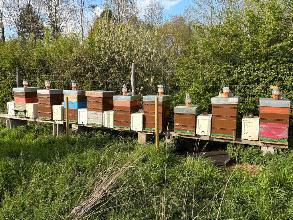 Essaim abeilles buckfast 2026, Jardin & Terrasse, Plantes | Jardin, Été, Enlèvement