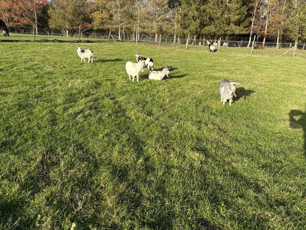 Dwerggeiten, Dieren en Toebehoren, Vrouwelijk, Geit, 0 tot 2 jaar