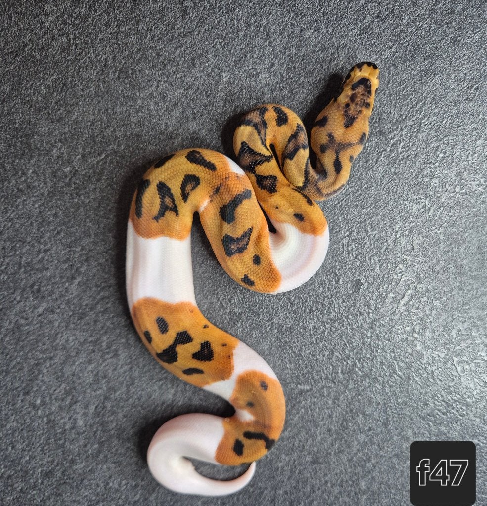 Python regius Ball Python - unknown for sale from Thomas