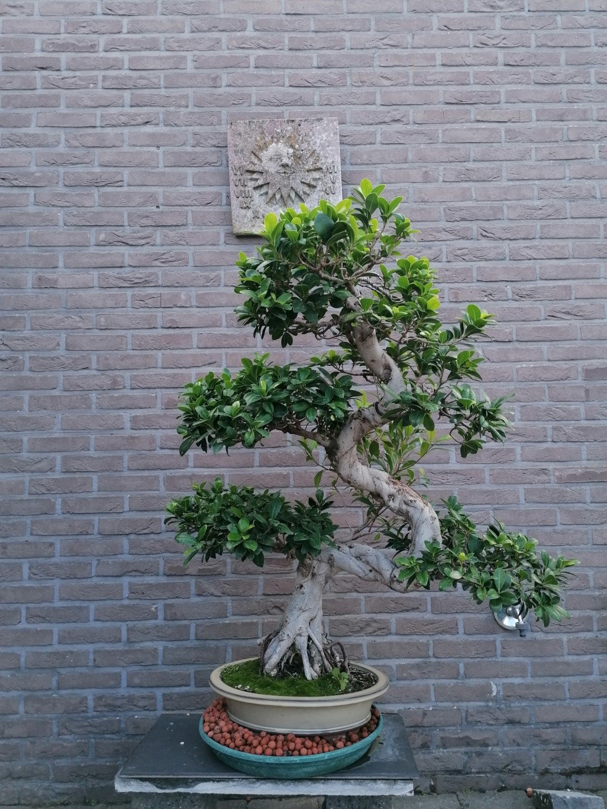 ficus ginseng BONSAI, Tuin en Terras, Ophalen