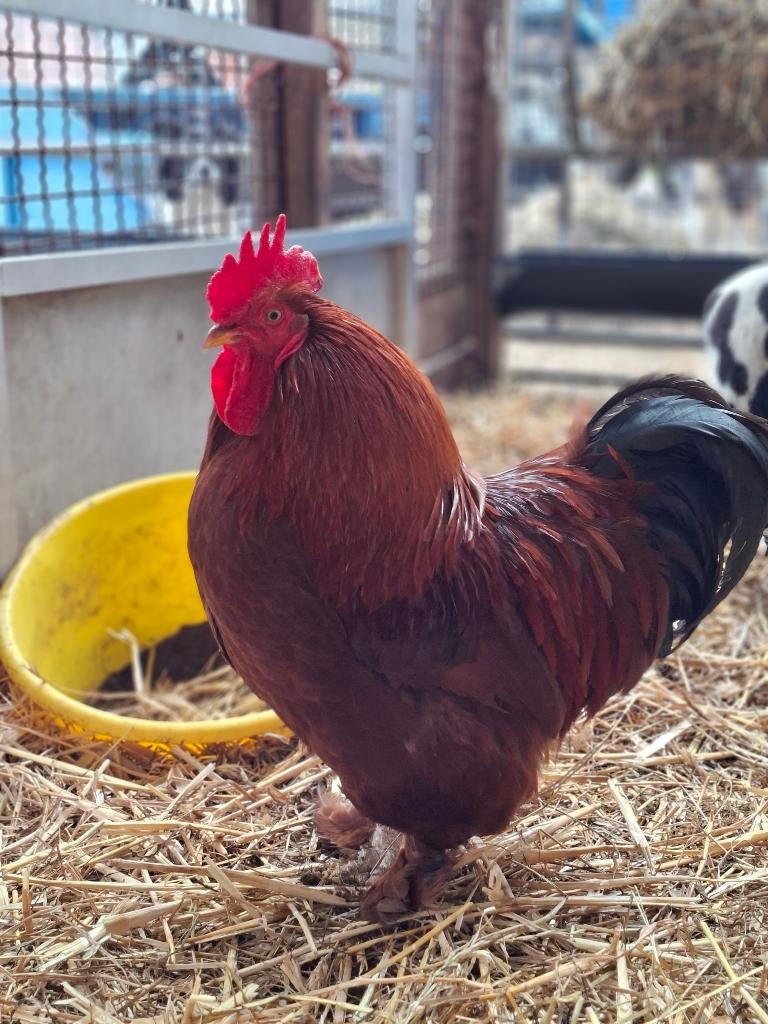 Haan, Mâle, Poule ou poulet