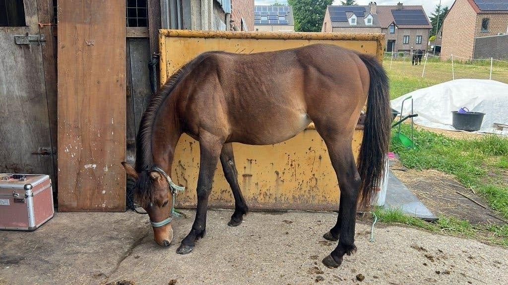 Knap braaf, leergierige quarter merrie jaarling, Merrie, Gechipt, 0 tot 2 jaar
