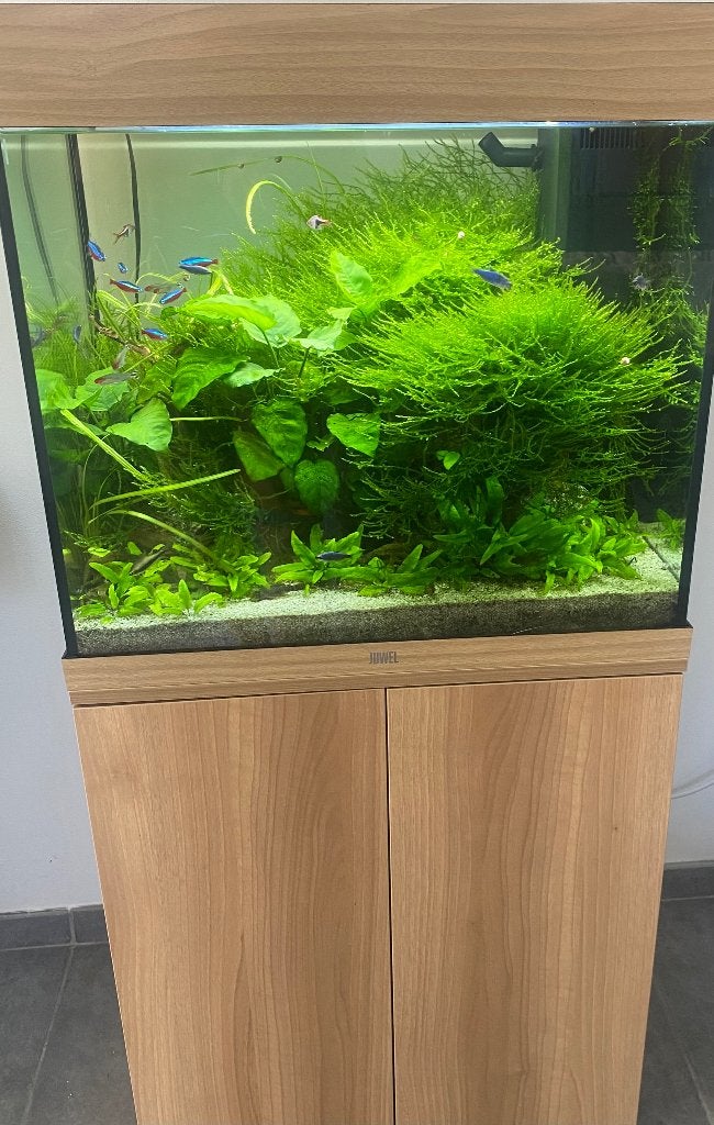Aquarium, Enlèvement, Utilisé, Juwel, Aquarium d'eau douce rempli