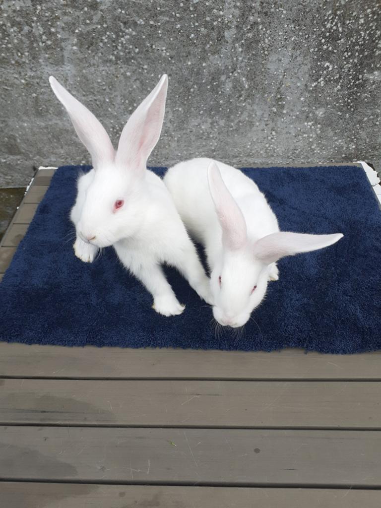 Duites reus 1mannetjes 1vrouwtjes, Dieren en Toebehoren, Konijnen
