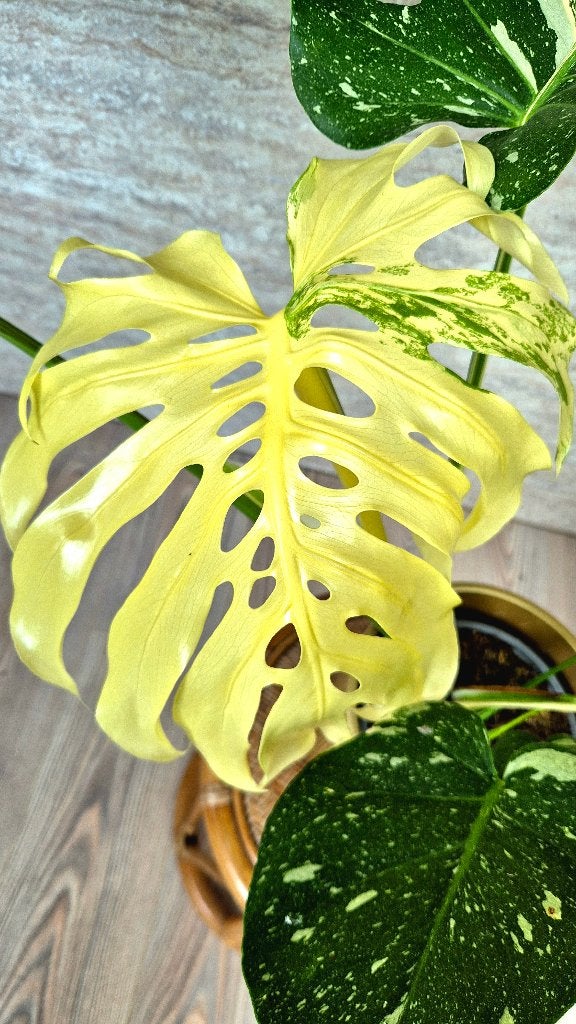 Monstera Thai Constellation | Full Moon, Maison & Meubles, Autres espèces, Moins de 100 cm, Enlèvement, Plante verte