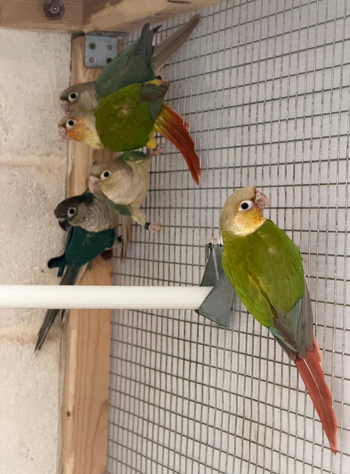 Pyrrhura molinae 2026 met dna, Dieren en Toebehoren, Vogels | Parkieten en Papegaaien, Meerdere dieren, Parkiet, Geringd
