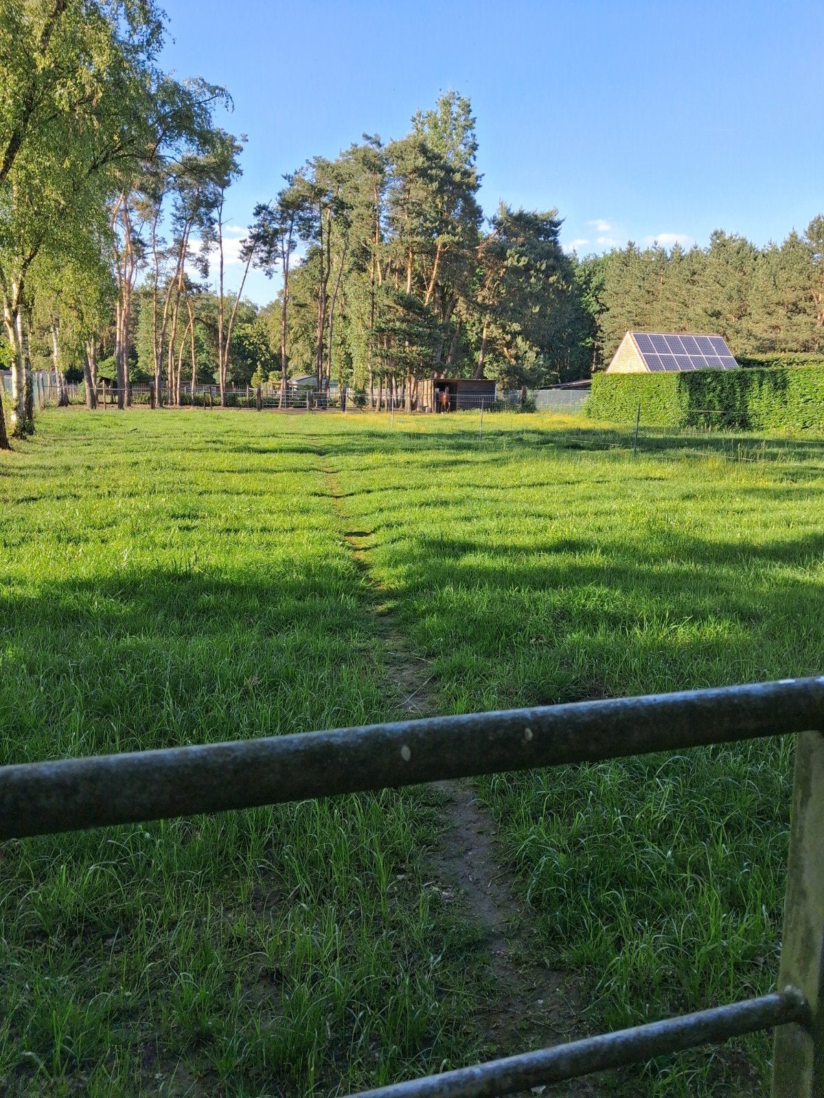 Weide met ruime paddock beschikbaar te westerlo 24/7weidegan, Dieren en Toebehoren, Stalling en Weidegang, Weidegang, 1 paard of pony