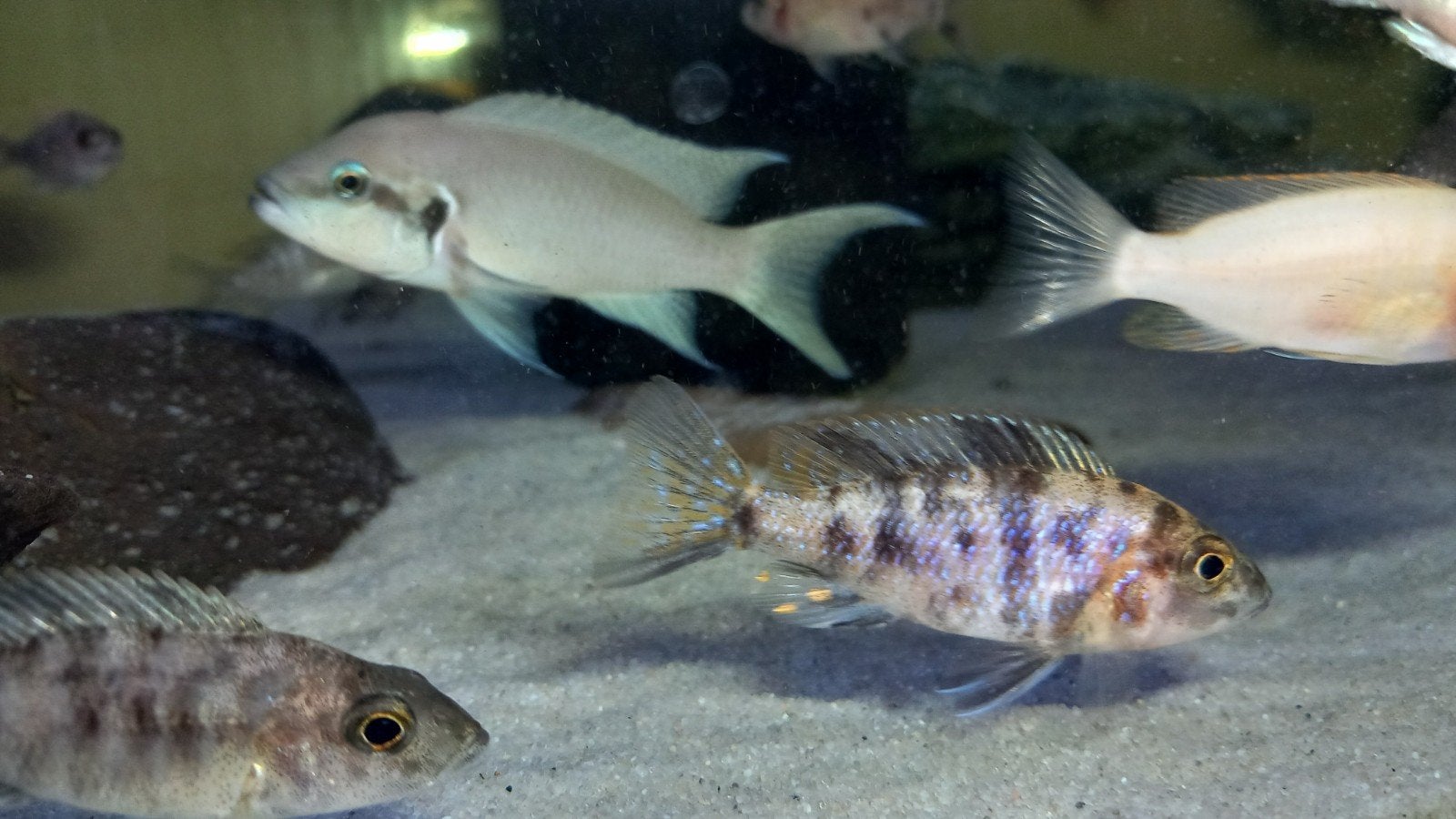 Cichliden