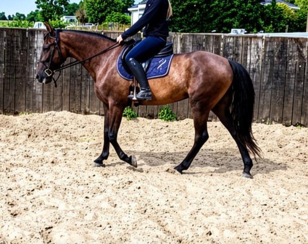 PRE P.P, Dieren en Toebehoren, Paarden, Merrie, Minder dan 160 cm, Met stamboom, Zadelmak