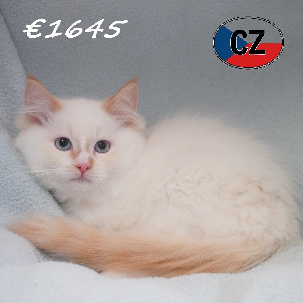 Jolis chatons Ragdoll à vendre, Animaux & Accessoires, Plusieurs animaux, Vermifugé, 0 à 2 ans