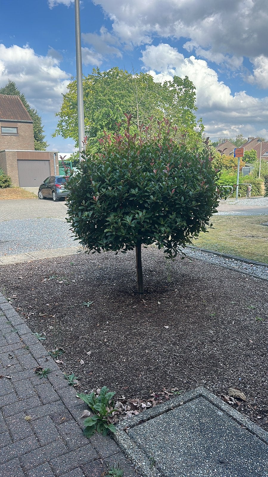 Gratis af te halen, Tuin en Terras, Planten | Bomen, Ophalen