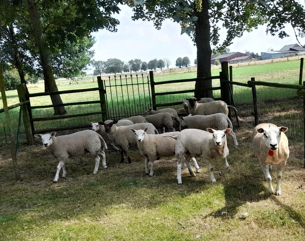 Lammeren, Dieren en Toebehoren, Schapen, Geiten en Varkens, Meerdere dieren, Schaap, 0 tot 2 jaar