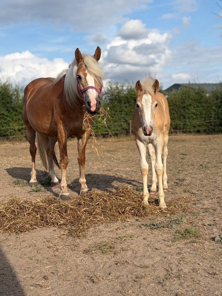 Haflinger merrie veulen, Avec pedigree, Poney de récréation, Ne s'applique pas, 0 à 2 ans