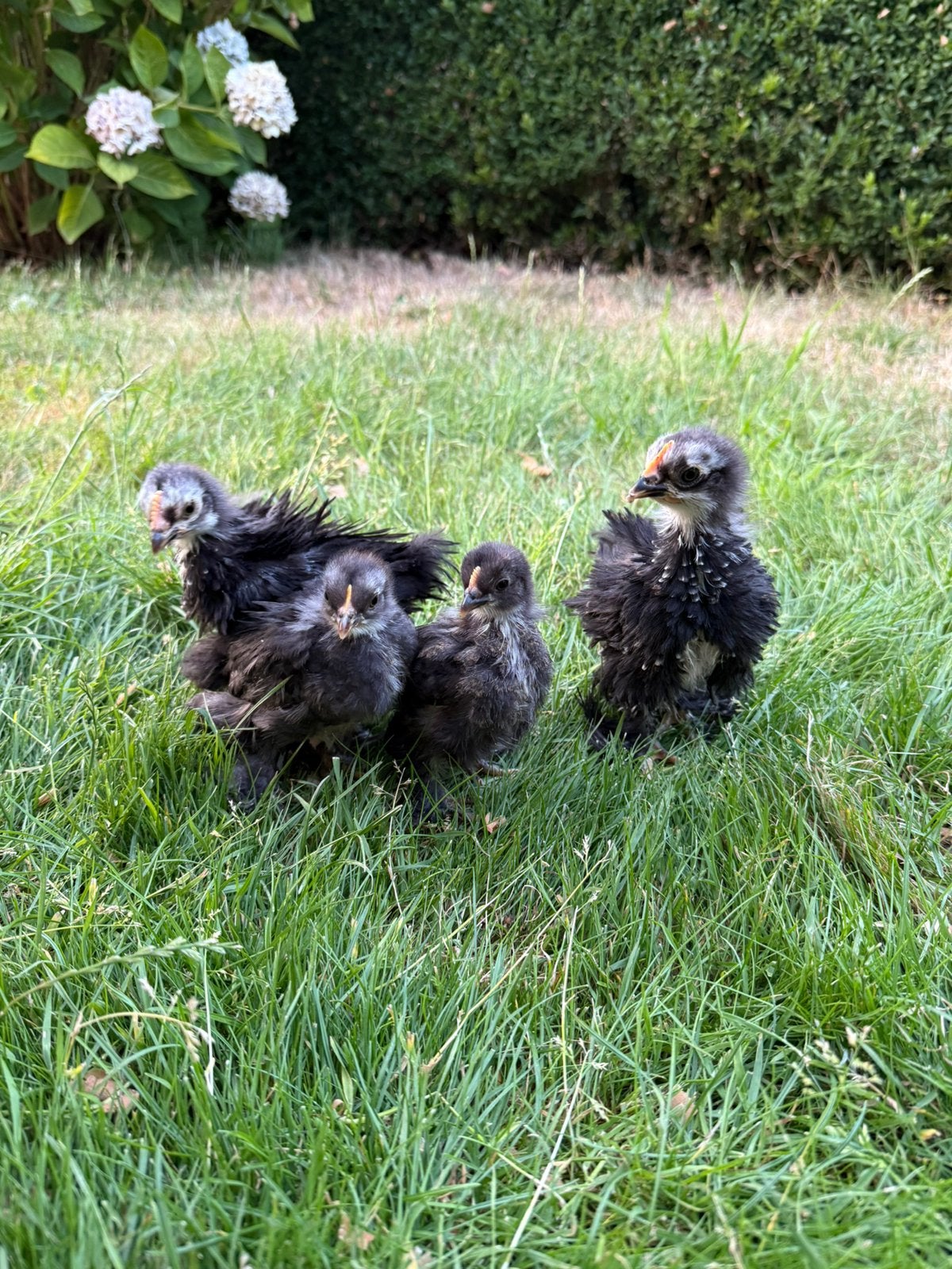 Poussins cochin bantam, Sexe inconnu, Poule ou poulet