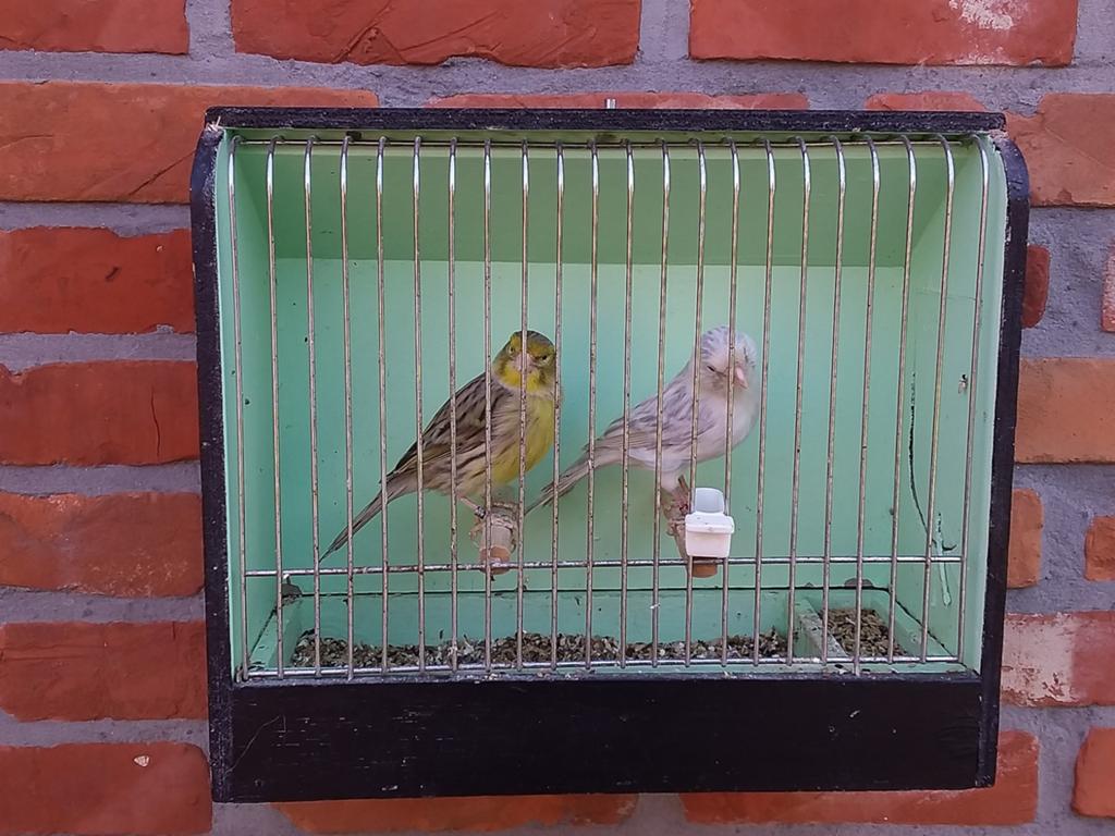 Kleurkanarie, Dieren en Toebehoren