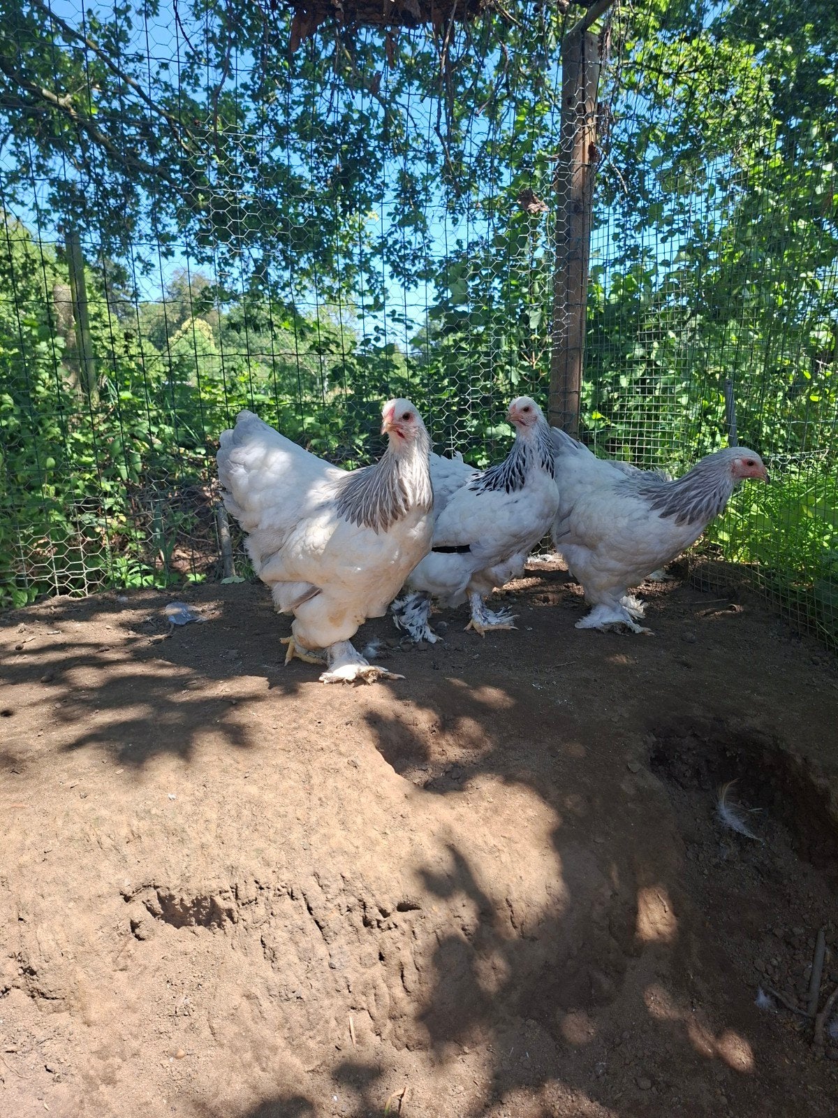 Brahma krielen, Dieren en Toebehoren, Pluimvee, Vrouwelijk, Kip