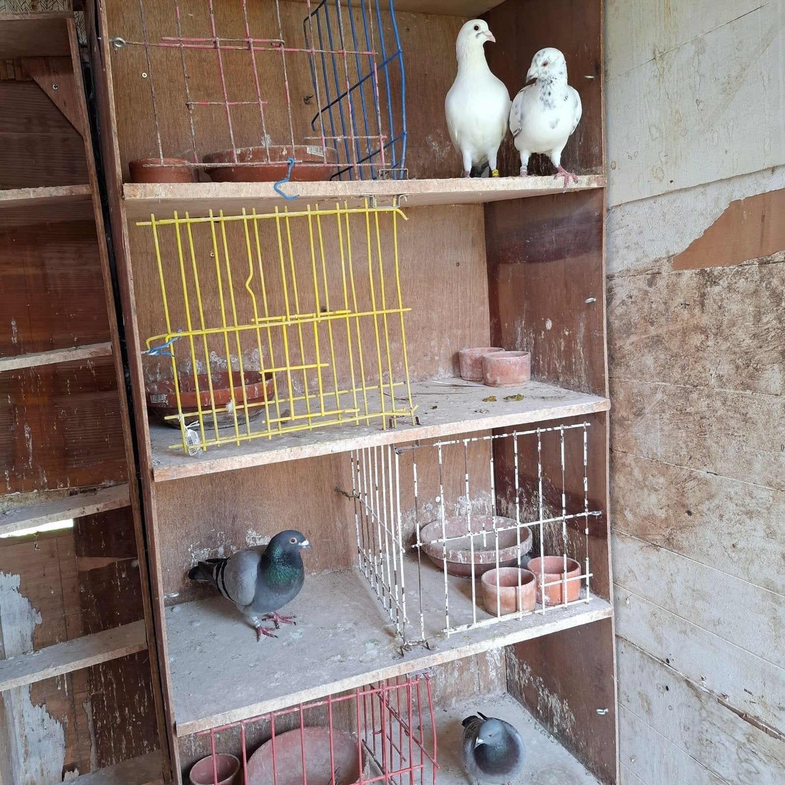 Duiven alle kleuren, Animaux & Accessoires
