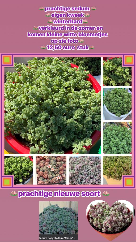 Prachtige sedum in schalen winterhard, Tuin en Terras, Ophalen, Zomer