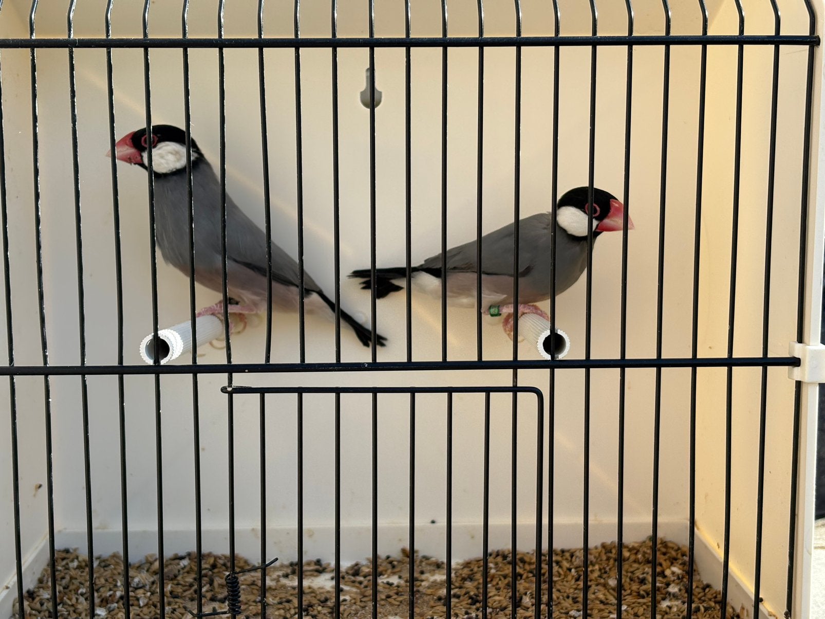 Wildkleur rijstvogels, Meerdere dieren, Tropenvogel, Geringd