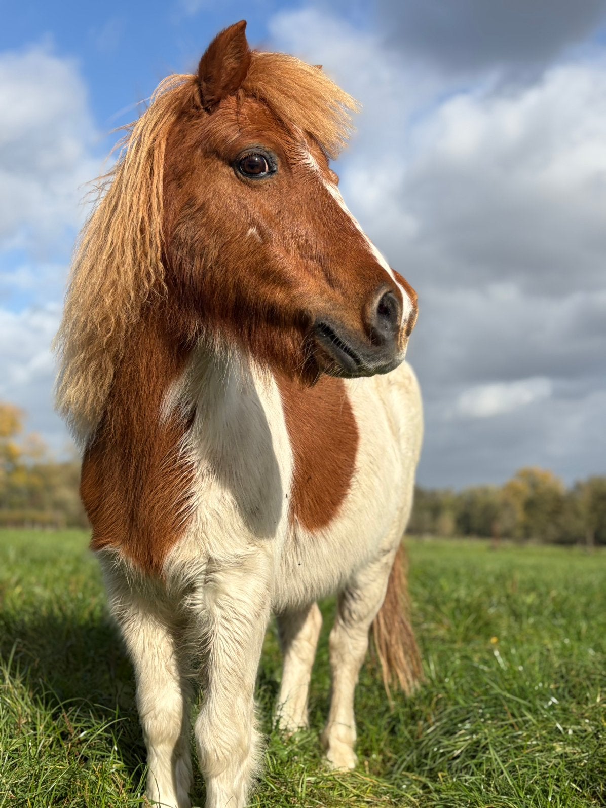 Shetlander merrie, Dieren en Toebehoren