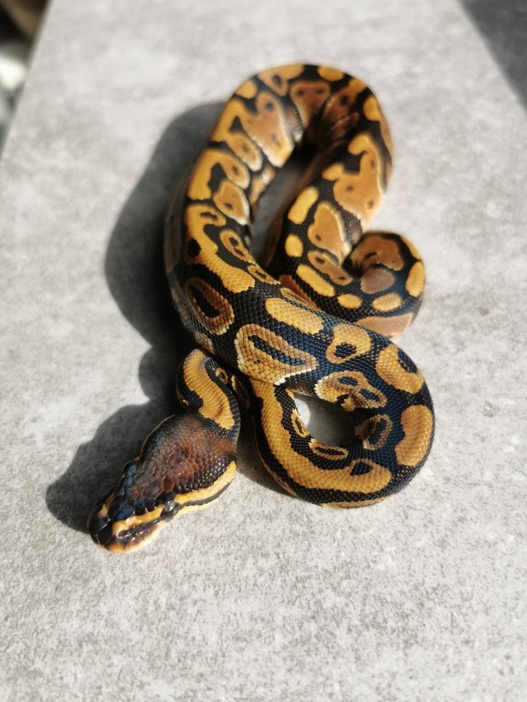 koningspython; python regius; 0.1; Normal het Clown Ball Python photo 2