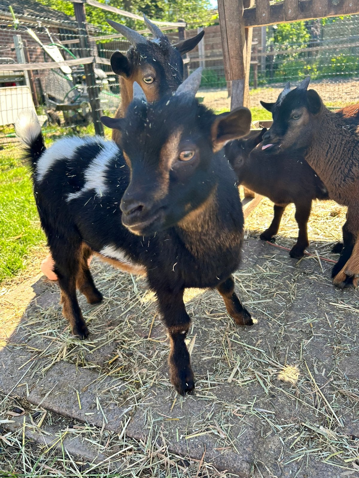 Dwerggeit bokje, Dieren en Toebehoren, Schapen, Geiten en Varkens, Mannelijk, Geit, 0 tot 2 jaar