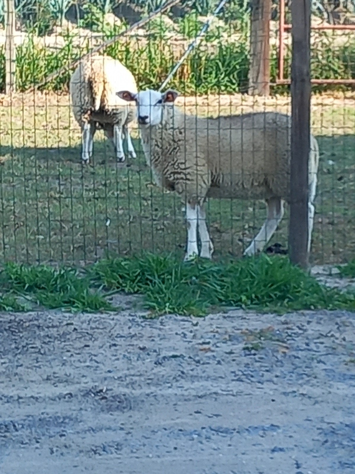 te koop ooilammeren, Dieren en Toebehoren, Schapen, Geiten en Varkens, Vrouwelijk, 0 tot 2 jaar