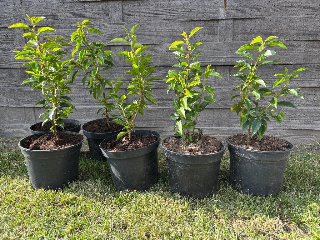 Portugese laurier in pot 50cm, Jardin & Terrasse, Plantes | Arbustes & Haies, Envoi, Laurier, Haie, Moins de 100 cm