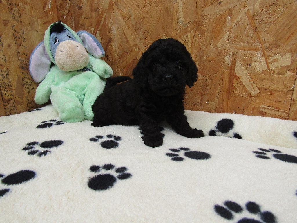Poedel puppy's nieuw nestje, Poedel, Parvo, België, 8 tot 15 weken