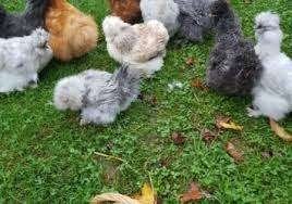 zijdehoenders & andere rassen 4+1 gratis 0499/082381, Dieren en Toebehoren, Pluimvee, Vrouwelijk, Kip