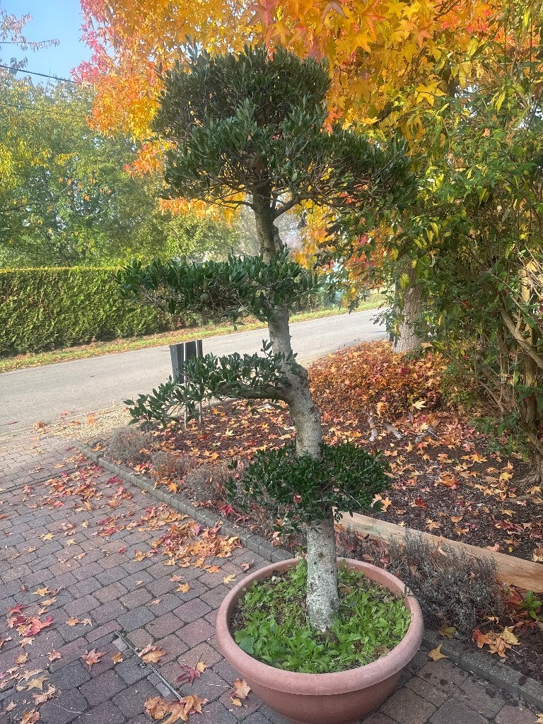 Olivier Bonsaï, Jardin & Terrasse, Enlèvement, En pot, Olivier, 100 à 250 cm