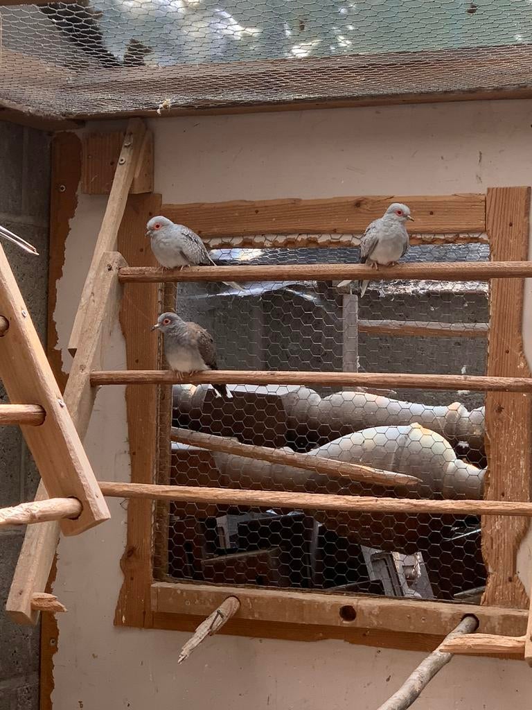 Diamantduifjes van 2025, Dieren en Toebehoren