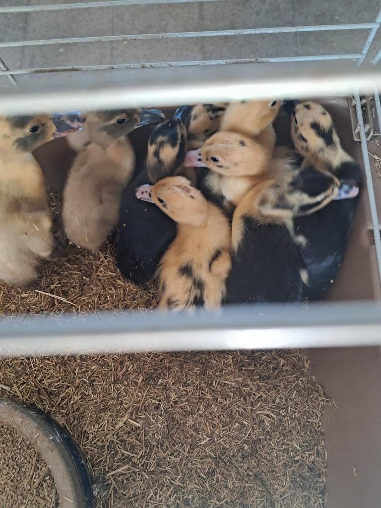 Eenden kuikens huttegemse eend, April, Geslacht onbekend