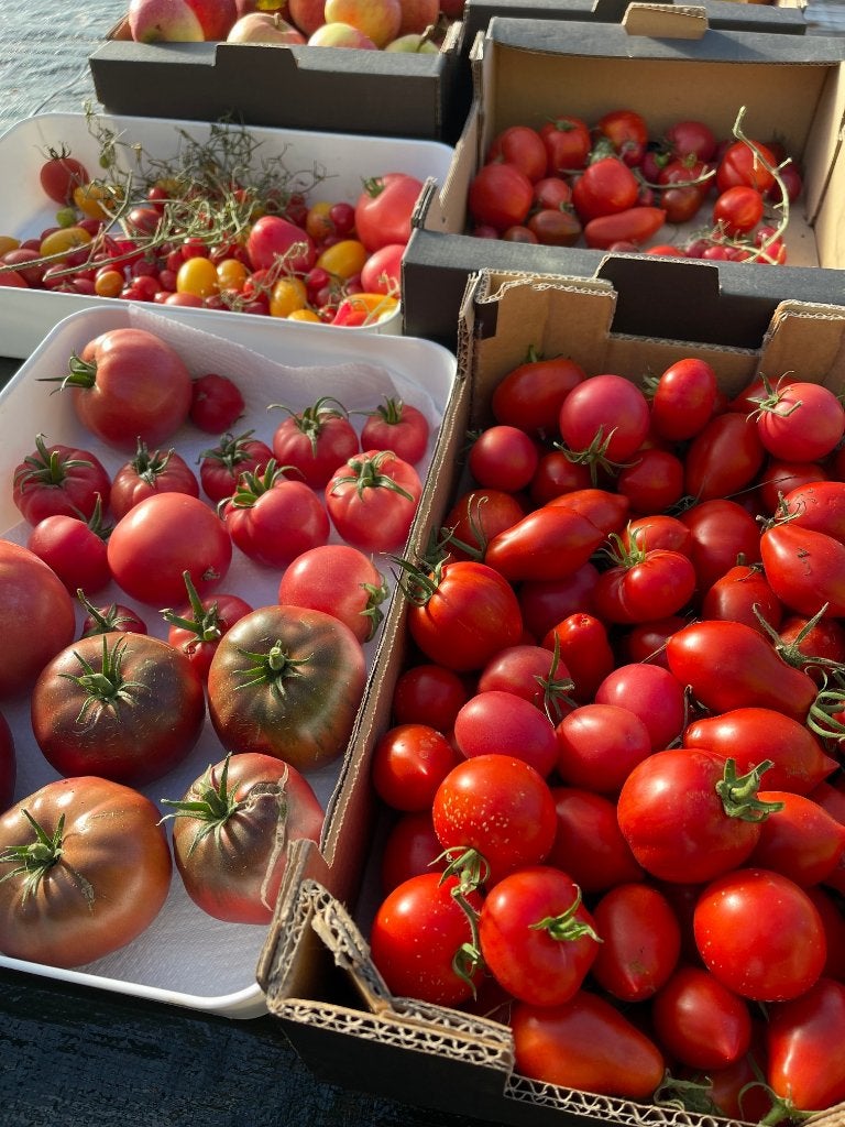 UNIEKE VERKOOP VANDAAG: Crimean Black Tomatoes Yellow Pears, Ophalen