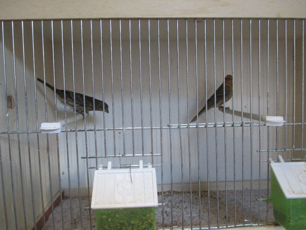 2 Mexicaanse roodmussen, Meerdere dieren