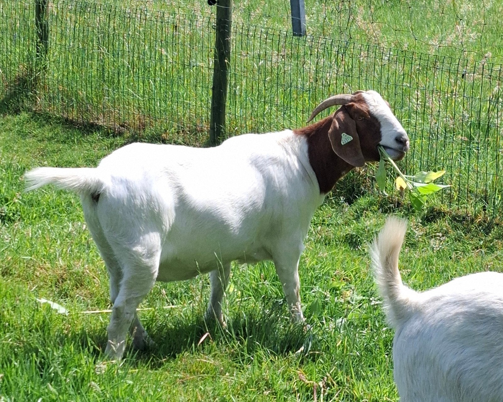 chèvres fermières, Animaux & Accessoires, Moutons, Chèvres & Cochons
