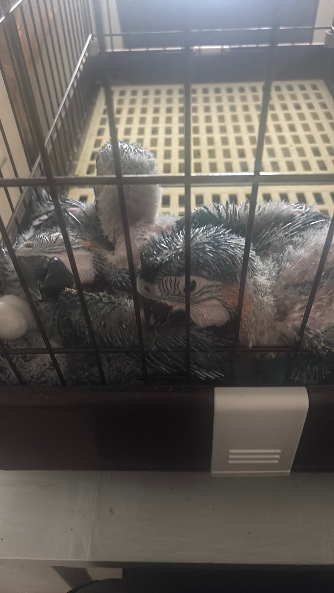 3 handtamme blauwgele aras, Meerdere dieren, Papegaai, Pratend