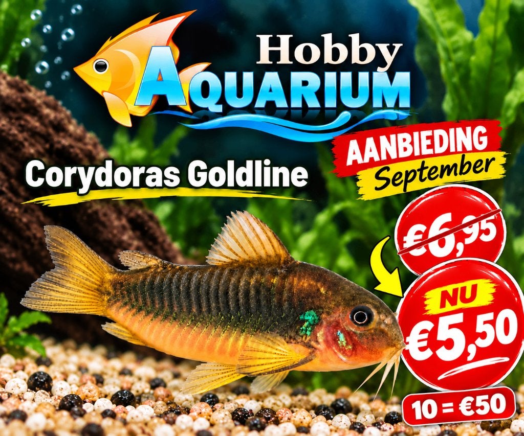 Hobbyaquarium Corydoras Goldline aktie 24/25/26 September, Vis, Zoetwatervis, Schoolvis