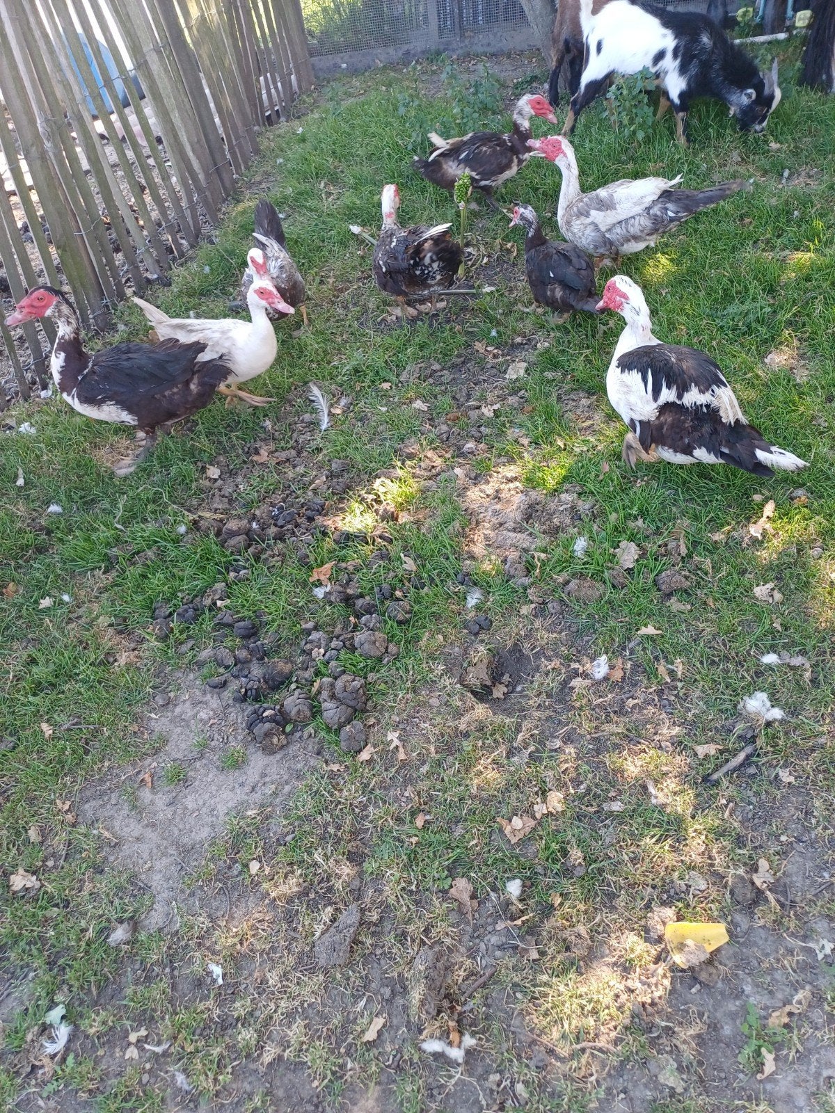 Barberie eenden te koop, Dieren en Toebehoren, Pluimvee