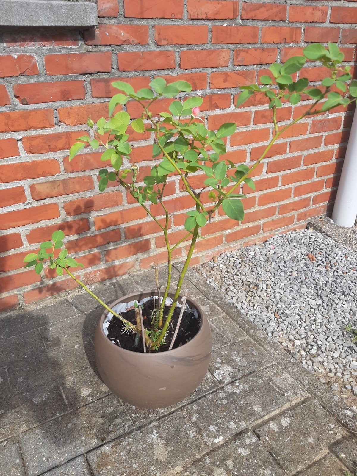 pot met Franse roos, Tuin en Terras, Ophalen